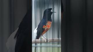 Download lagu MURAI BATU RASA LOVEBIRD mp3