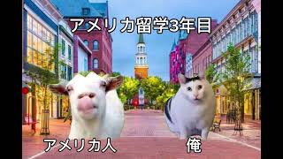 アメリカ留学3年目 #猫ミーム