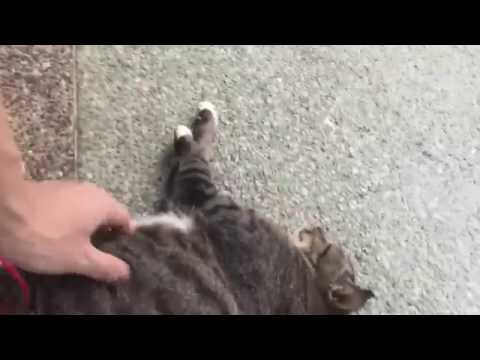 Cat stalk and stop me for belly rub