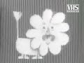 Bumper Break Pubblicitario Rai 1977