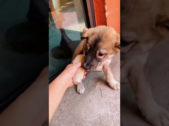 Vídeo relacionado con Educar a tu cachorro: La guía definitiva para adiestrar y cuidar a tu nuevo perro (Mascotas)