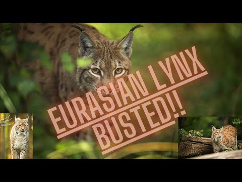 TOP 20 Cute Animals In Europe 4K - #5 Eurasian Lynx (KIDS EDUCATIONAL VIDEO)