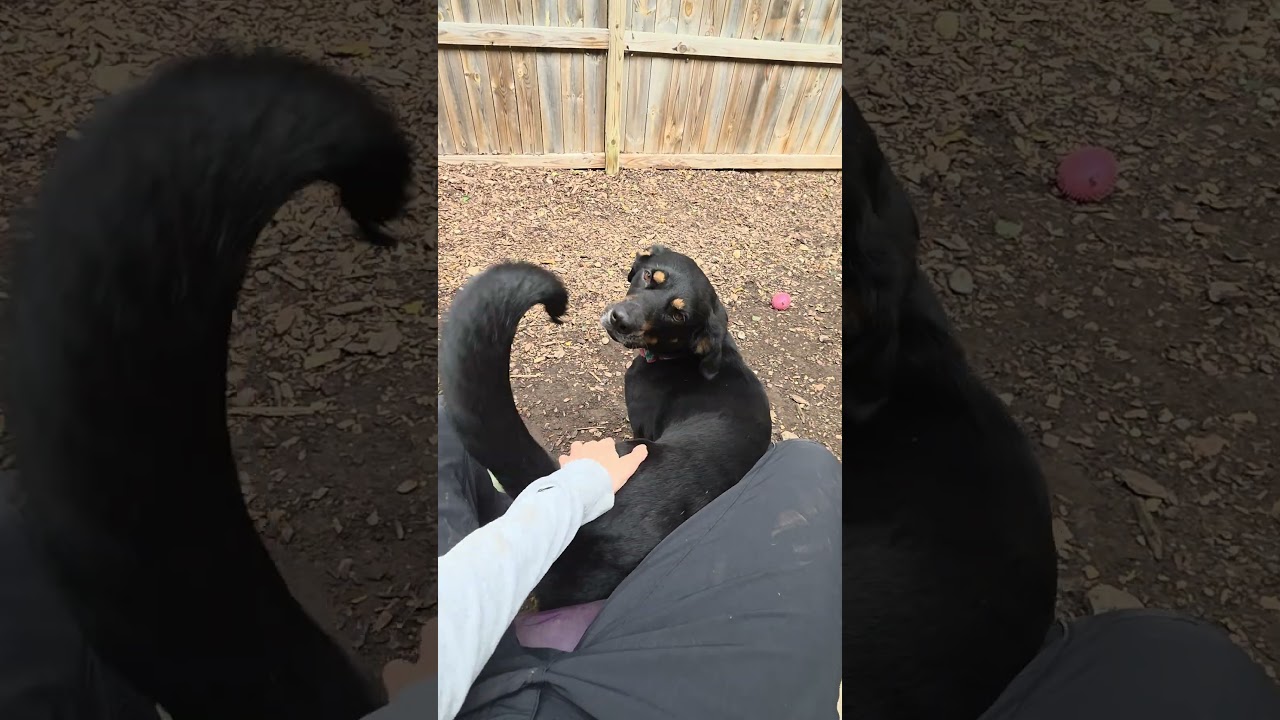 Enlarge Maddie, a Adoptable mixed breed in Mundelein, IL video 2/6