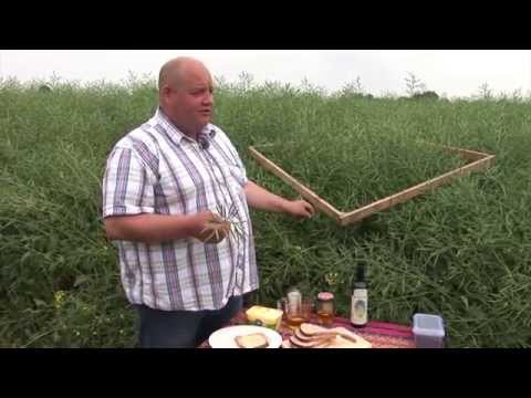 Oilseed Rape - Making it Shine - Farming is Magic