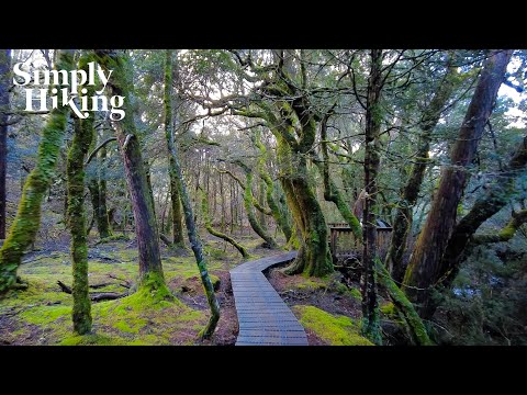 A Magical ENCHANTED FOREST Walk (It SNOWED!) | A Virtual Hike In Tasmania