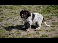 Pointer Alemán cachorro en venta