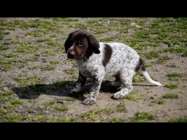 Pointer Alemán cachorro en venta