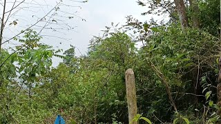 Download lagu Bertemu koloni burung pleci di alam liar | ngebolang mencari burung pleci | mp3 Download lagu Bertemu koloni burung pleci di alam liar | ngebolang mencari burung pleci | mp3
