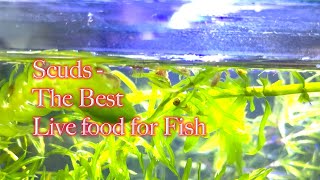 Scuds the Best live food for fish