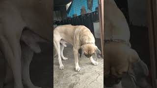 Download lagu THOR, THE BIGGEST DOG IN CIANJUR mp3