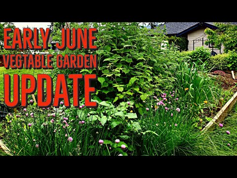 First Week of June VEGTABLE GARDEN UPDATE   #backyardgardening