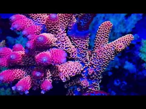 Marine Gardens 5ft Reef Tank Update (8th June 2017)