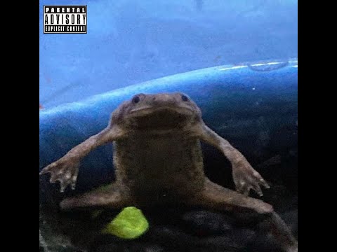 Kevin's Frog (Official Audio)