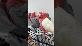 White Galah!? Why is this Rose-Breasted Cockatoo White Instead of Gray?