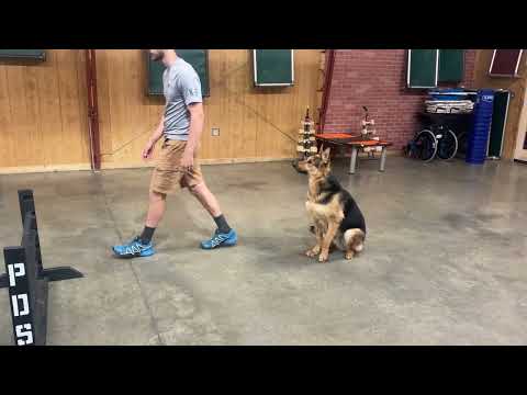 Fun Obedience Update Of "Zadok" Showing Off 
