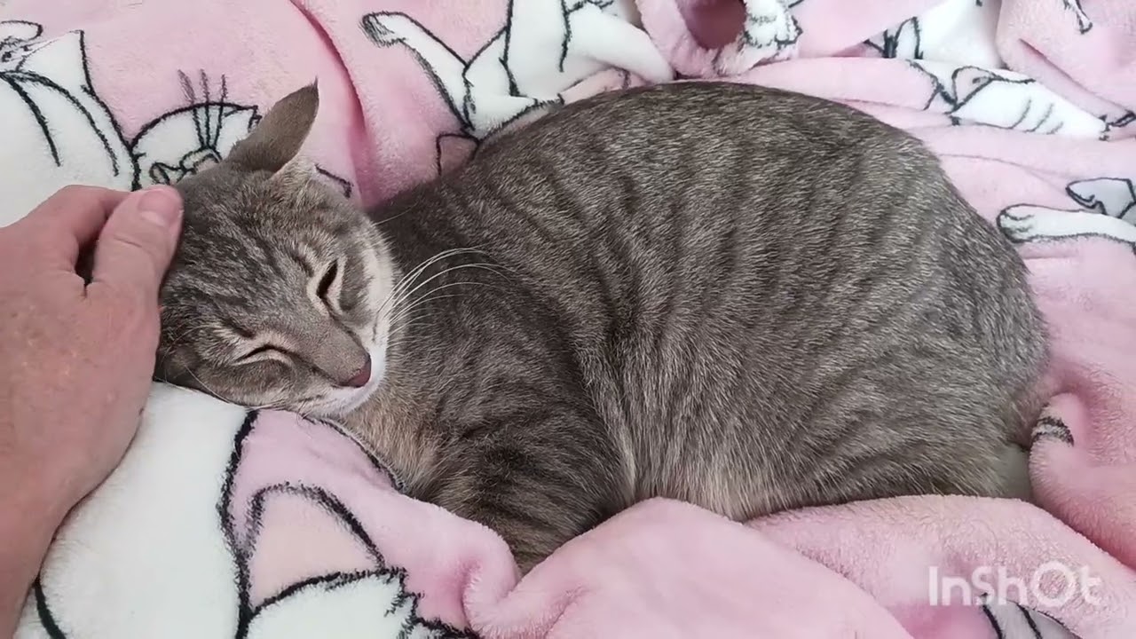 Enlarge Josephine Lily Moonwhisker, a ADOPTABLE mixed breed in Mesa, AZ video 4/4