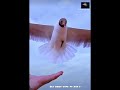 Watch What Happens When Sea Birds Come to Hand! #youtubeshorts