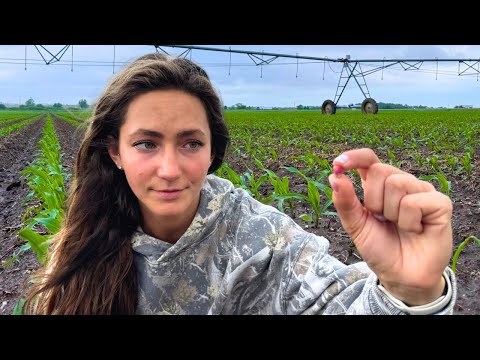 Il peggior errore agricolo mi è costato un sacco di soldi