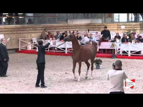 N.74 OM EL BELLAGIO - DEAUVILLE 2015 - 2 year old colts (Class 7)