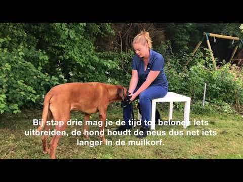 Het aanleren van de muilkorf