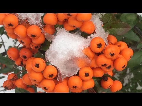 фото саженцы пираканта живая изгородь 0