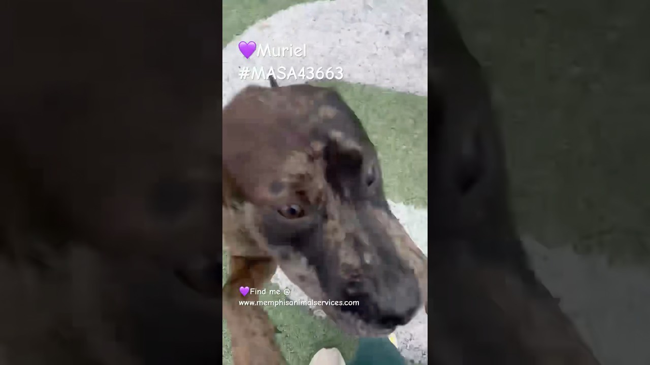 Muriel, a Adoptable Mixed Breed in Memphis, TN video 6/6