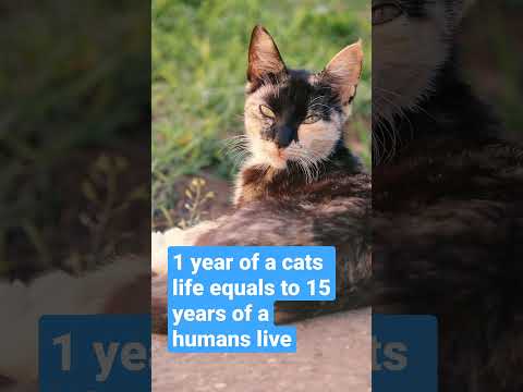 How many human years equals 1 cat year?