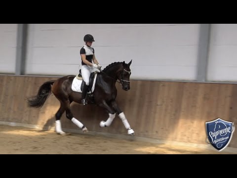 'Lestat' 2019 Hanoverian Gelding by Le Vivaldi (Vivaldi x Sandro Hit)