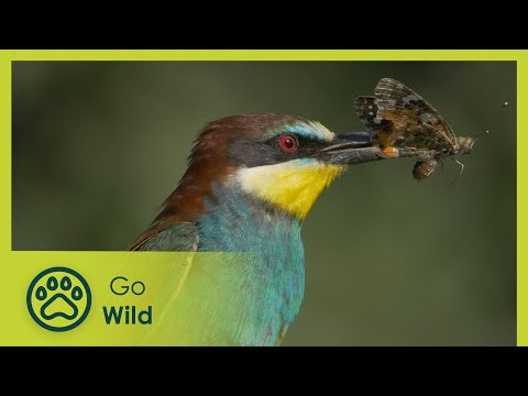 Mantis: The Queen of the Waterless River - Wild Italy: Top Predators 5/6 - Go Wild