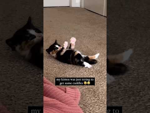 This kitten just wanted cuddles 😭
