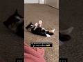 This Kitten Just Wanted Cuddles