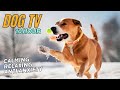 🔴 TV for Dogs  🐕 Dog walking in the snowy fields with calming music 🐾  Relaxing music for dogs 💖