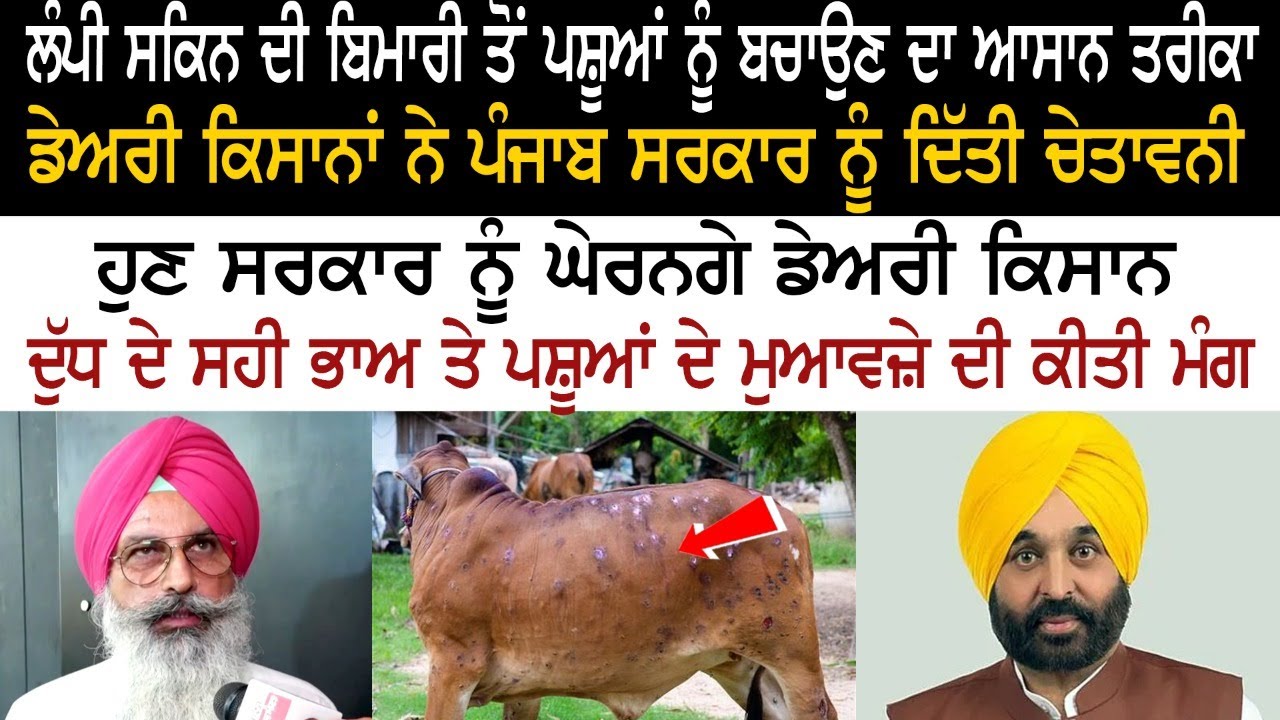 An easy way to protect animals from lumpy skin disease