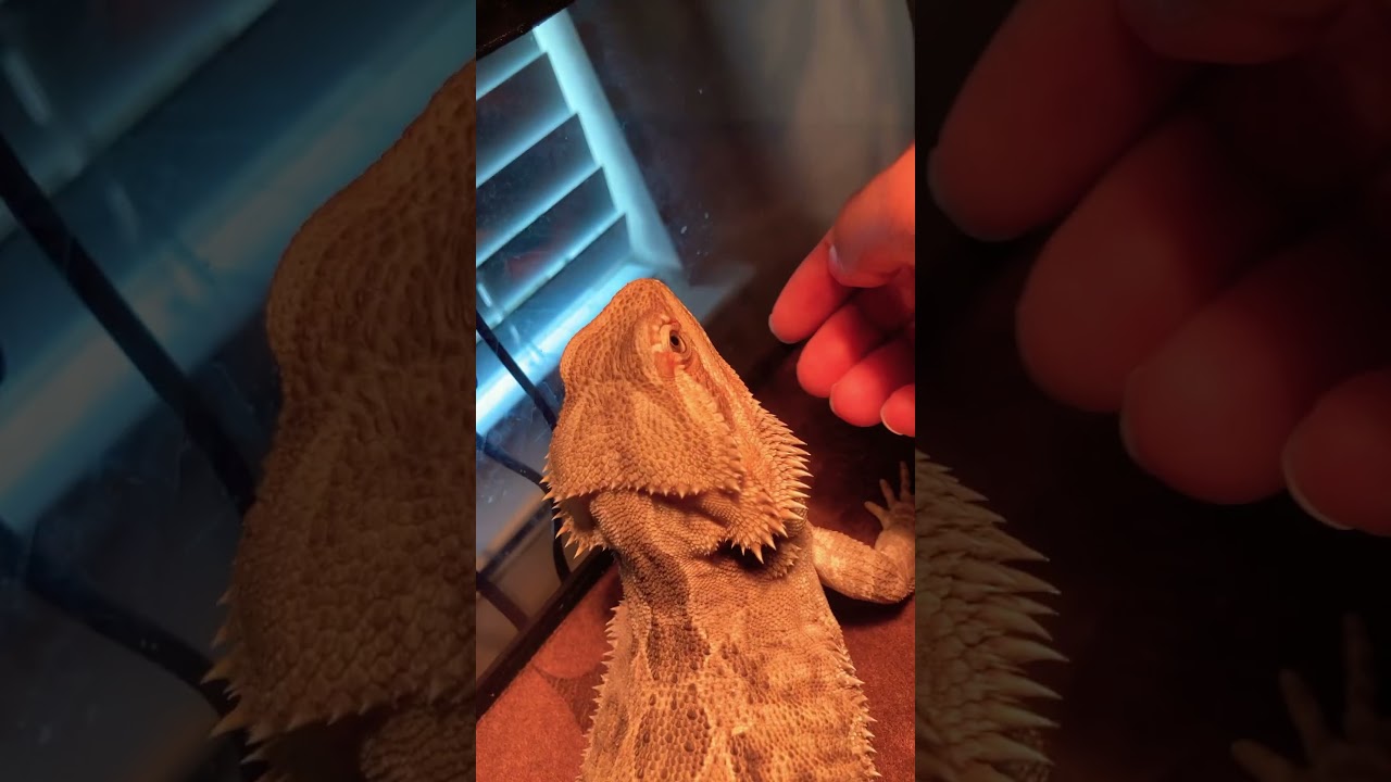 Did you know bearded dragons beards at soft?