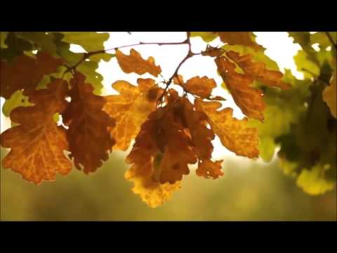 Вальс-бостон. А. Розенбаум