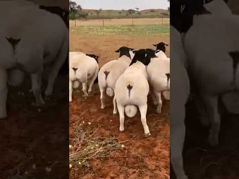 , title : 'Dorper Sheep #sheep #goats #farmanimals #sheepfarming'