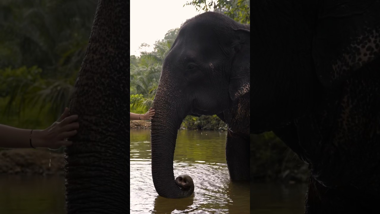 YouTube Short thumbnail