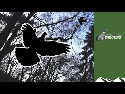 Irish pigeon roost shoot