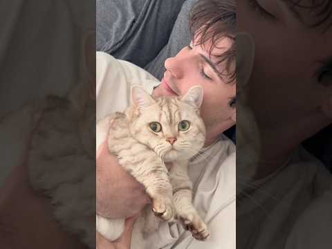 Perks ❌ Purrks ✅ #cats #catlovers #catsofyoutube #petlovers #funnycats