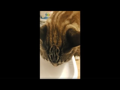 download lagu mp3 mp4 Can Cats Eat White Cheddar Popcorn, download lagu Can Cats Eat White Cheddar Popcorn gratis, unduh video klip Can Cats Eat White Cheddar Popcorn