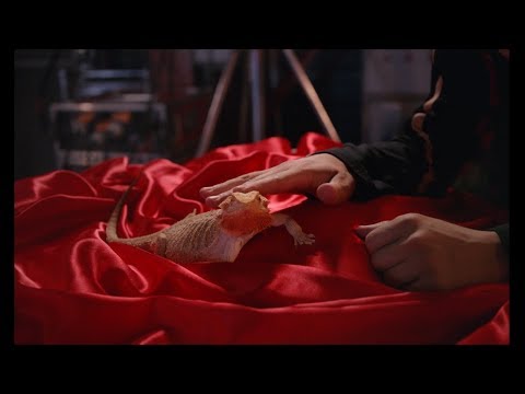 Moodoïd - Reptile (Official Video)