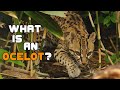 What is an Ocelot?