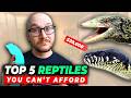 5 Reptiles NOBODY Can Afford, Get These instead!