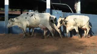 Vídeo 14 - 1ª ETAPA MEGA LIQUIDAÇÃO TOTAL AGROPECUÁRIA MARAJOARA - DIA 4 | GADO GIROLANDO E HOLANDÊS