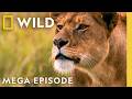 Queens Of The Animal Kingdom MEGA Episode Nat Geo Animals
