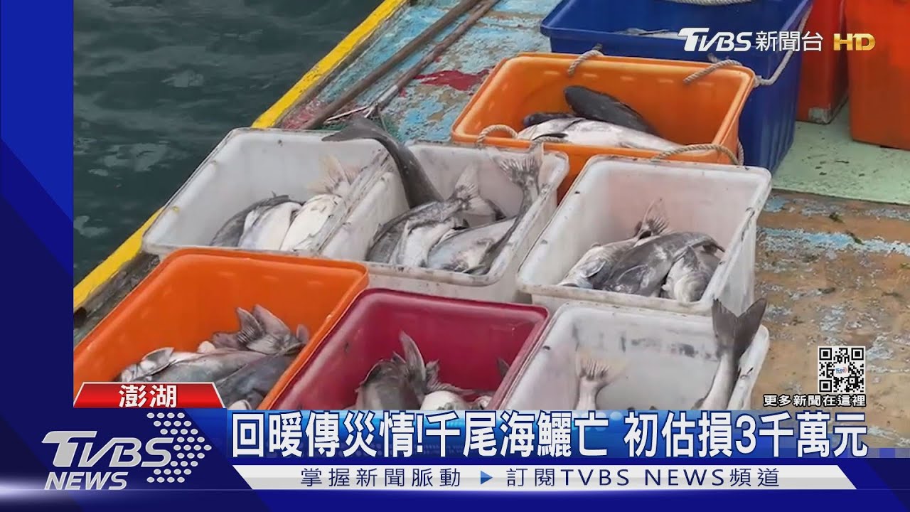 回暖傳災情! 千尾海鱺亡初估損3千萬元