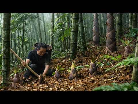 Hidden beneath fallen leaves: Rare bamboo shoots appear only after rain