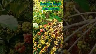 Download lagu kopi lancuran #shorts mp3