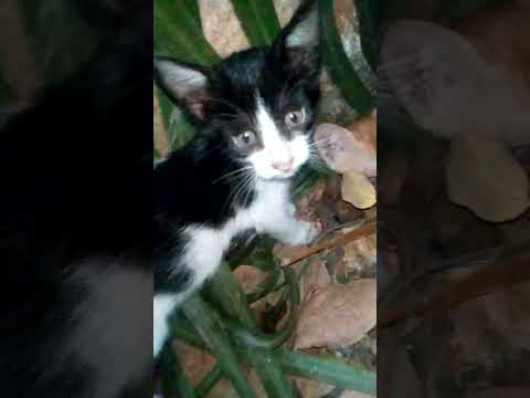 Jack B and Sarah's kittens with Koel sound