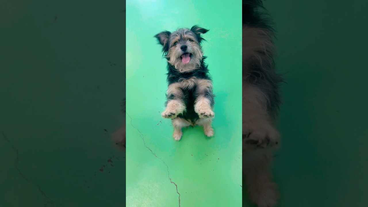 Biggie, a ADOPTABLE mixed breed in PHOENIX, AZ video 3/5